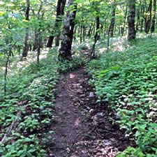 Logo for Hike Pickens Logo for Hike Pickens