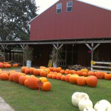 Logo for Yahoo Farm Logo for Yahoo Farm