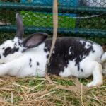 Heritage Days 2025 | Photos by KnowPickens in Talking Rock GA