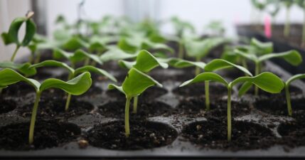 Seedling at Riggin Farm in Talking Rock, GA